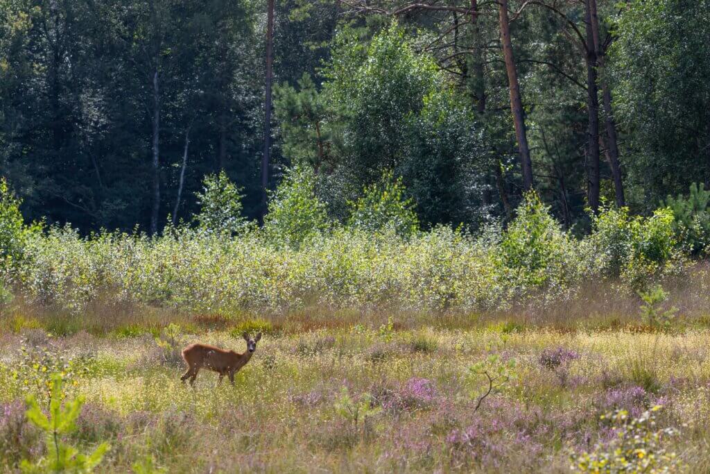 veluwezoom national park