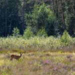 veluwezoom national park